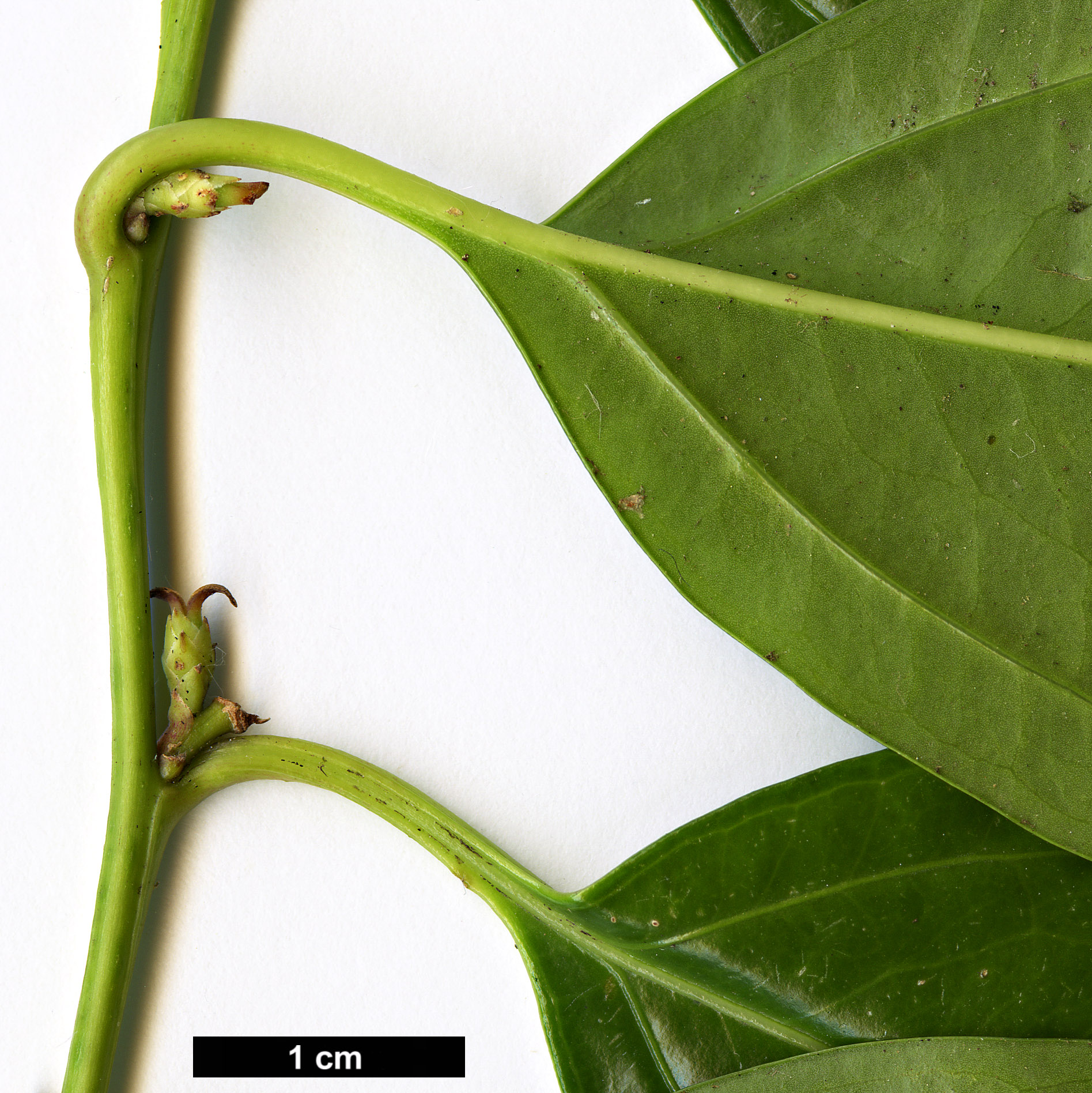 High resolution image: Family: Buxaceae - Genus: Sarcococca - Taxon: vagans